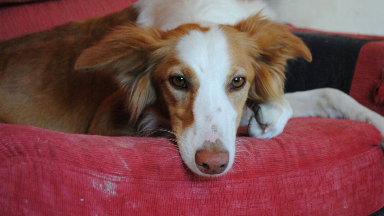 Blanca: adopted, dog - Mezcla de Podenco, female
